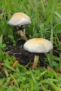 Psilocybe cubensis image