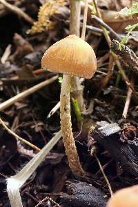 Psilocybe zapotecorum image