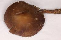 Psilocybe subtropicalis image