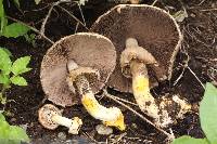 Agaricus xanthodermus image