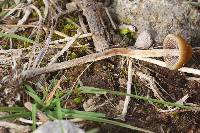 Psilocybe aztecorum image