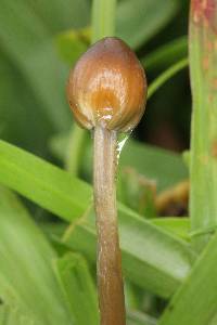 Psilocybe mexicana image