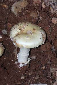 Amanita gemmata image