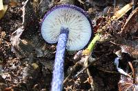 Entoloma panniculus image