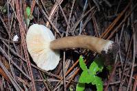 Lactarius lignyotus image