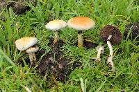 Psilocybe cubensis image