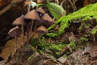 Psilocybe yungensis image