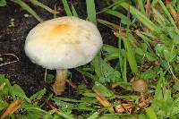 Psilocybe cubensis image