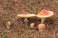 Amanita muscaria subsp. flavivolvata image