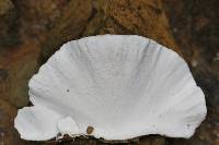 Trametes versicolor image