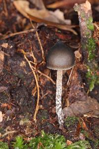 Psilocybe neoxalapensis image