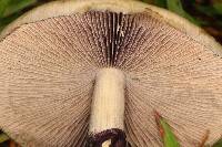 Psilocybe cubensis image