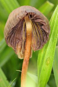 Psilocybe mexicana image