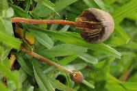 Psilocybe mexicana image