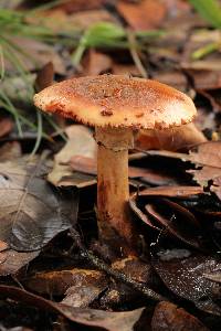 Amanita rubescens image