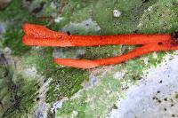 Ophiocordyceps caloceroides image