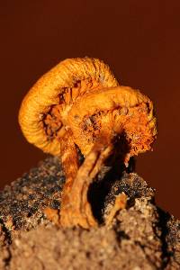 Gymnopilus subearlei image