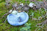 Lactarius indigo image