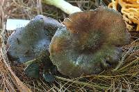 Entoloma bloxamii image