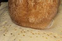 Boletus variipes image