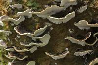 Trametes versicolor image