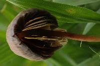 Psilocybe mexicana image