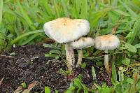 Psilocybe cubensis image