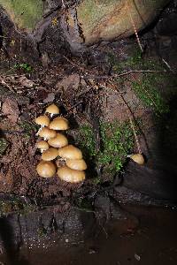 Psilocybe zapotecorum image