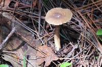 Lactarius lignyotus image