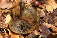 Lactarius turpis image