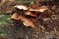 Psilocybe yungensis image