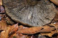 Lactarius turpis image