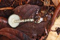 Austroboletus neotropicalis image