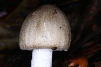 Amanita arocheae image