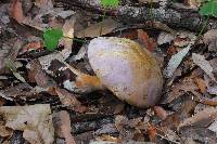 Tylopilus rubrobrunneus image