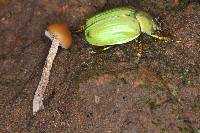 Psilocybe zapotecorum image