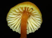 Hygrocybe parvula image