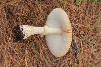 Amanita muscaria subsp. flavivolvata image