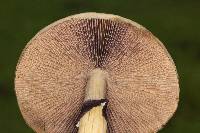 Psilocybe cubensis image