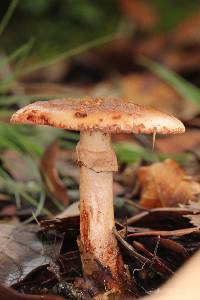 Amanita rubescens image