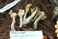 Helvella crispa image