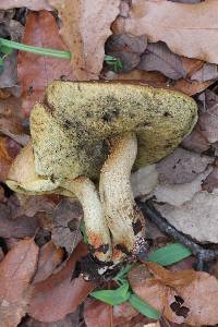 Leccinum rugosiceps image