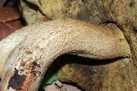 Leccinum rugosiceps image