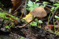 Psilocybe yungensis image