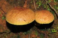 Pulveroboletus ravenelii image