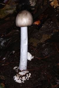 Amanita arocheae image