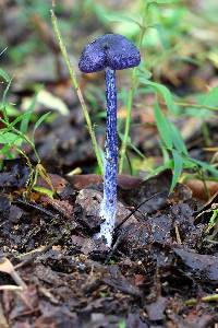 Entoloma panniculus image