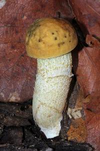 Leccinum rugosiceps image