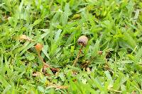 Psilocybe mexicana image