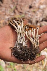 Psilocybe aztecorum image